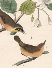 Load image into Gallery viewer, Audubon First Edition Octavo Prints for sale Pl 102 Maryland Ground Warbler, detail