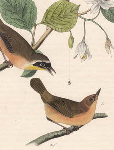 Audubon First Edition Octavo Prints for sale Pl 102 Maryland Ground Warbler, detail