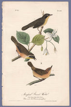 Load image into Gallery viewer, Audubon First Edition Octavo Prints for sale Pl 102 Maryland Ground Warbler, full sheet