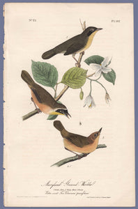 Audubon First Edition Octavo Prints for sale Pl 102 Maryland Ground Warbler, full sheet
