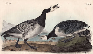 Audubon First Edition Octavo Prints for sale Pl 378 Barnacle Goose, closer view