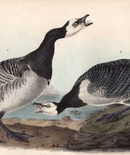 Load image into Gallery viewer, Audubon First Edition Octavo Prints for sale Pl 378 Barnacle Goose, detail