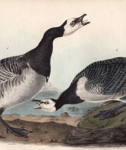 Audubon First Edition Octavo Prints for sale Pl 378 Barnacle Goose, detail