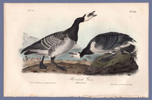 Load image into Gallery viewer, Audubon First Edition Octavo Prints for sale Pl 378 Barnacle Goose, full sheet