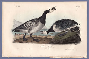 Audubon First Edition Octavo Prints for sale Pl 378 Barnacle Goose, full sheet
