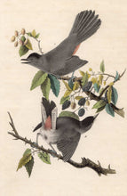 Load image into Gallery viewer, Audubon First Edition Octavo Prints for sale Pl 140 Catbird, closer view