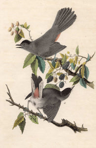 Audubon First Edition Octavo Prints for sale Pl 140 Catbird, closer view