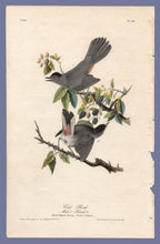 Load image into Gallery viewer, Audubon First Edition Octavo Prints for sale Pl 140 Catbird, full sheet