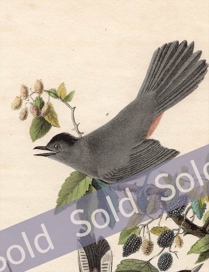 Audubon First Edition Octavo Prints for sale Pl 140 Catbird, detail
