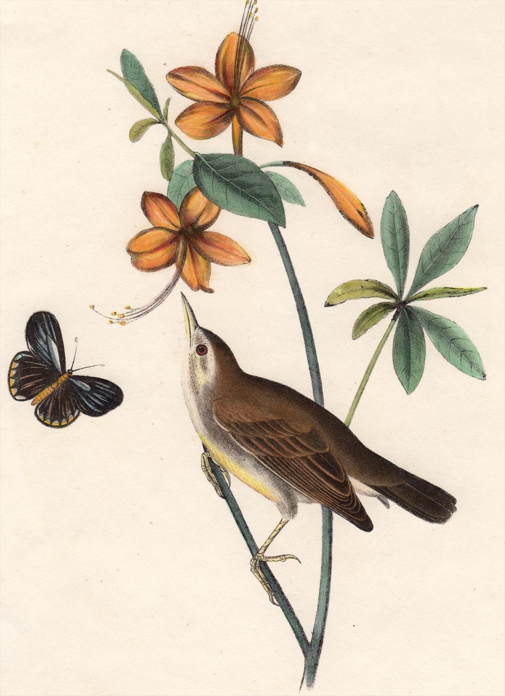 Audubon First Edition Octavo Print for sale Pl 104 Swainson's Swamp Warbler, detail