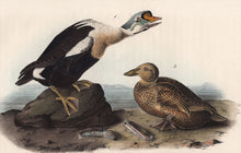 Load image into Gallery viewer, Audubon First Edition Octavo Print for sale Pl 404 King Duck, closer view