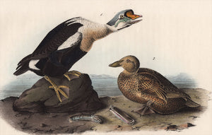 Audubon First Edition Octavo Print for sale Pl 404 King Duck, closer view