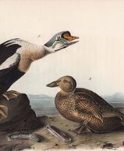 Load image into Gallery viewer, Audubon First Edition Octavo Print for sale Pl 404 King Duck, detail view