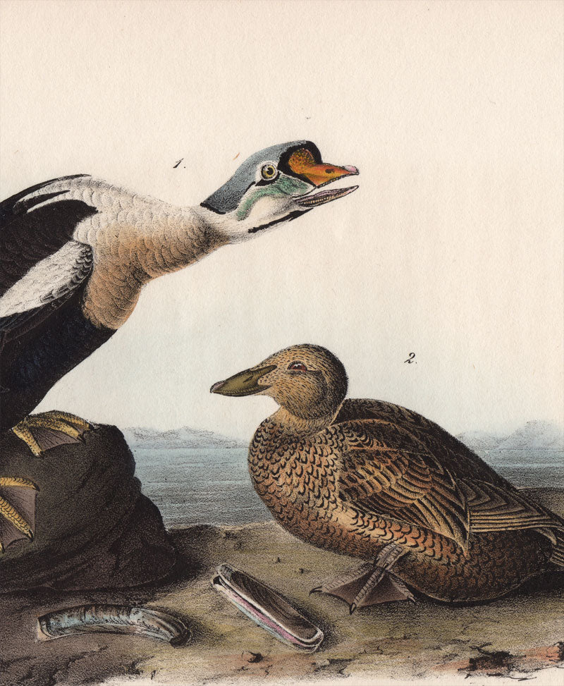 Audubon First Edition Octavo Print for sale Pl 404 King Duck, detail view