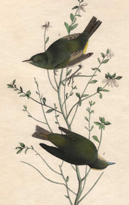 Audubon First Edition Octavo Print for sale Pl 112 Orange Crowned Swamp Warbler, closer view