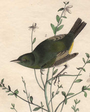 Load image into Gallery viewer, Audubon First Edition Octavo Print for sale Pl 112 Orange-Crowned Swamp Warbler, detail