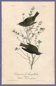 Audubon First Edition Octavo Print for sale Pl 112 Orange-Crowned Swamp Warbler, full sheet