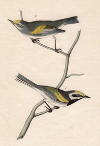 Audubon First Edition Octavo Print for sale Pl 107 Golden-Winged Swamp Warbler, closer view