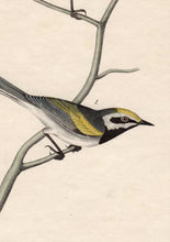 Load image into Gallery viewer, Audubon First Edition Octavo Print for sale Pl 107 Golden-Winged Swamp Warbler, detail