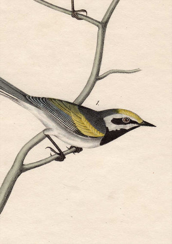 Audubon First Edition Octavo Print for sale Pl 107 Golden-Winged Swamp Warbler, detail