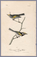 Load image into Gallery viewer, Audubon First Edition Octavo Print for sale Pl 107 Golden-Winged Swamp Warbler, full sheet