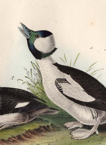 Audubon First Edition Octavo Print for sale 408 Buffel-Headed Duck, detail