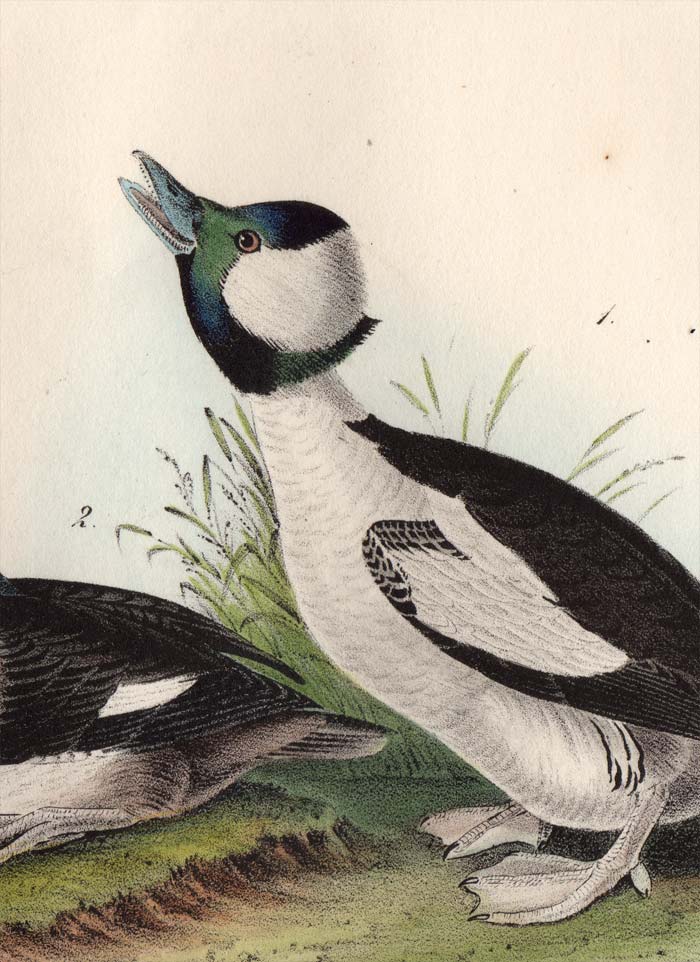 Audubon First Edition Octavo Print for sale 408 Buffel-Headed Duck, detail