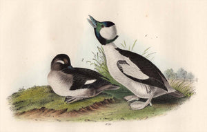 Audubon First Edition Octavo Print for sale 408 Buffel-Headed Duck, closer view