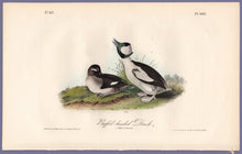Load image into Gallery viewer, Audubon First Edition Octavo Print for sale 408 Buffel-Headed Duck, full sheet
