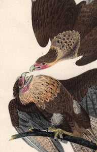 Audubon First Edition Octavo Print for sale plate 4 Caracara Eagle, detail