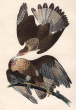 Load image into Gallery viewer, Audubon 1840 First Edition Octavo Print for sale plate 4 Caracara Eagle, closer view