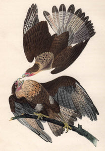 Audubon 1840 First Edition Octavo Print for sale plate 4 Caracara Eagle, closer view