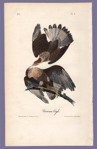 Audubon 1840 First Edition Octavo Print for sale plate 4 Caracara Eagle, full sheet