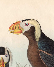 Load image into Gallery viewer, Audubon 1840 First Edition Octavo Print for sale plate 462 Tufted Puffin, detail