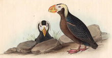 Load image into Gallery viewer, Audubon Octavo Print, plate 462 Tufted Puffin, 1840 First Edition detail