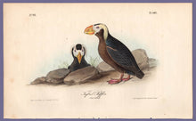 Load image into Gallery viewer, Audubon Octavo Print, plate 462 Tufted Puffin, 1840 First Edition, full sheet