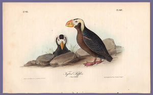 Audubon Octavo Print, plate 462 Tufted Puffin, 1840 First Edition, full sheet
