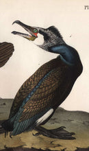 Load image into Gallery viewer, Audubon Octavo Print, plate 415 Common Cormorant, 1840 First Edition, detail
