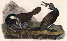 Load image into Gallery viewer, Audubon Octavo Print, plate 415 Common Cormorant, 1840 First Edition, detail