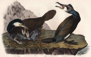 Audubon Octavo Print, plate 415 Common Cormorant, 1840 First Edition, detail