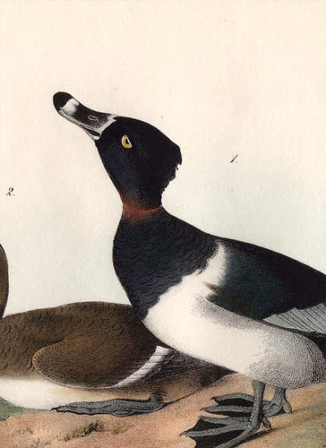 Audubon Octavo Print, plate 398 Ring-Necked Duck, 1840 First Edition, detail