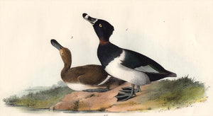 Audubon Octavo Print, plate 398 Ring-Necked Duck, 1840 First Edition, detail