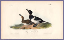Load image into Gallery viewer, Audubon Octavo Print, plate 398 Ring-Necked Duck, 1840 First Edition, full sheet