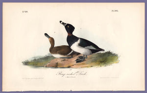Audubon Octavo Print, plate 398 Ring-Necked Duck, 1840 First Edition, full sheet
