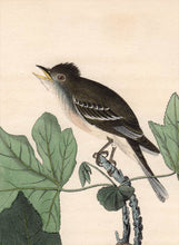 Load image into Gallery viewer, Audubon Octavo Print, plate 65 Traill&#39;s Flycatcher, 1840 First Edition, detail