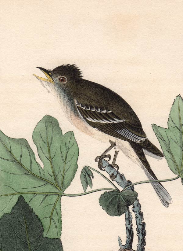 Audubon Octavo Print, plate 65 Traill's Flycatcher, 1840 First Edition, detail