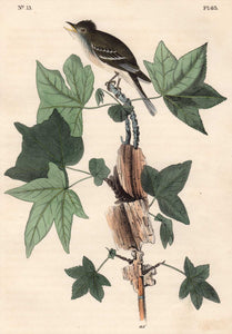Audubon Octavo Print 65 Traill's Flycatcher 1840 First Edition, detail