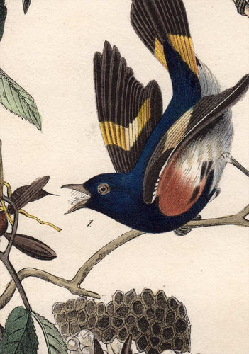 Audubon Octavo Print 68 American Redstart 1840 First Edition, detail