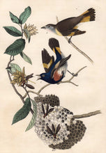Load image into Gallery viewer, Audubon Octavo Print 68 American Redstart 1840 First Edition, detail