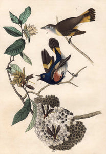 Audubon Octavo Print 68 American Redstart 1840 First Edition, detail